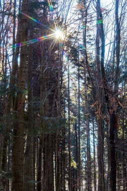 Kışın orman ağaçları, güzel doğa.