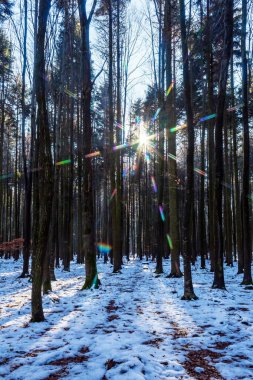 Ormanın kış güneşli bir günde