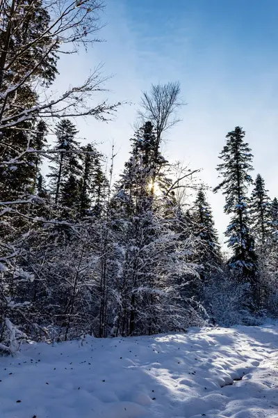 Karla kaplı ağaçlarla kaplı güzel kış manzarası
