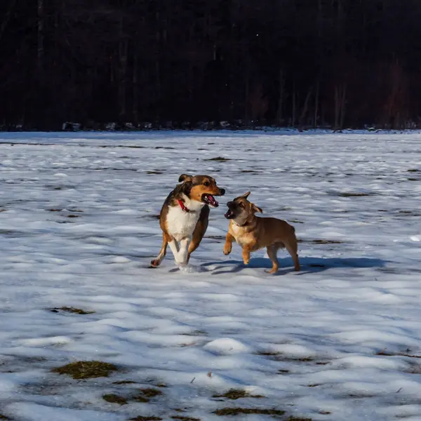 İki köpek kışın oynuyorlar. Köpek cinsi Jack Russell Terrier ve köpekleri..
