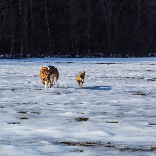 Karda oynayan iki köpek.