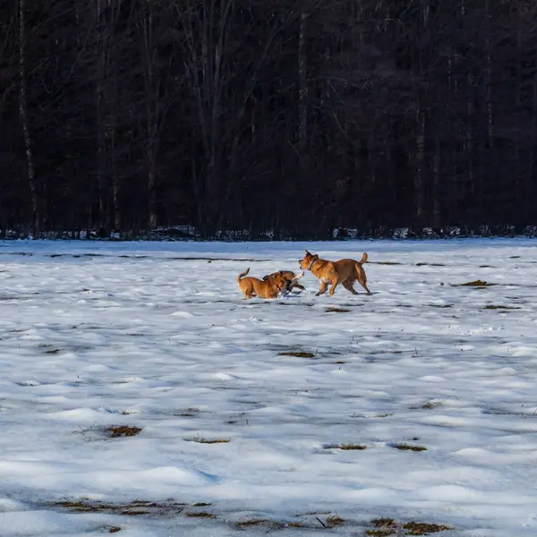 Kış ormanındaki köpek. Evcil hayvan doğası
