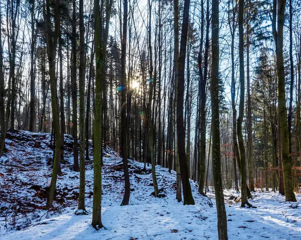 Karlı ormanın güzel kış manzarası Ağaçlar ve karla kaplı yollar