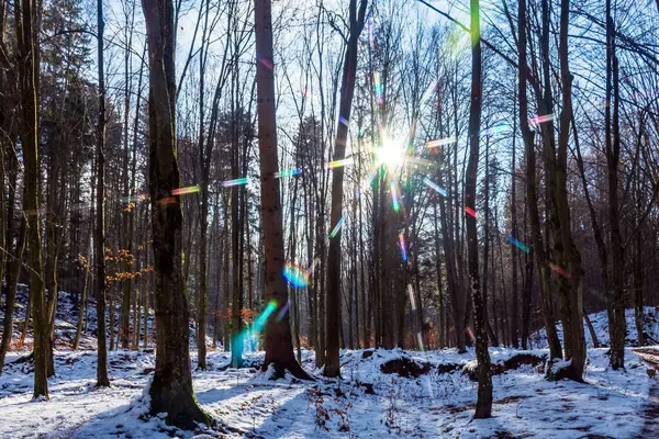 Karla kaplı ağaçlarla kaplı kış ormanı