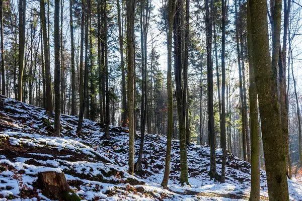 Gün boyunca ormanda güzel bir ağaç görüntüsü.
