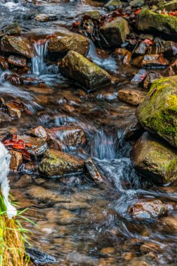 Ormanda güzel bir şelale