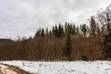 Alman ormanında kış.