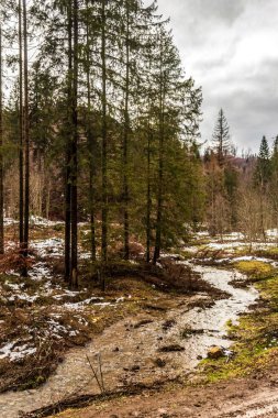 Güzel orman ve göl manzarası