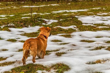 Karda oynayan köpek