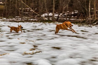 Karda oynayan iki köpek..