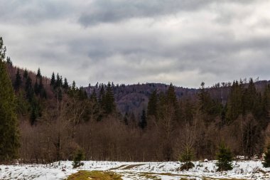 Karla kaplı bir ormanın dikey görüntüsü.