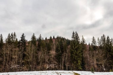 Güzel kış ormanı karla kaplı ağaçlarla