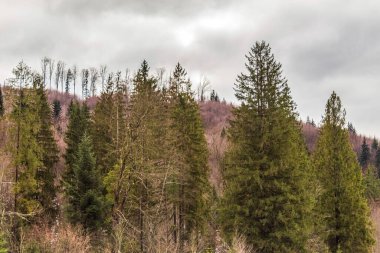 Dağlardaki ormanın güzel manzarası