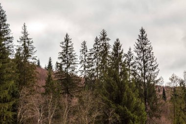 Karlı ve dağlı ağaçlar