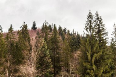 Dağlardaki ormanın dikey görüntüsü.