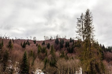 hoarfrost ile kış peyzaj ağaçları ile kaplı