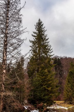 Ormanın güzel manzarası