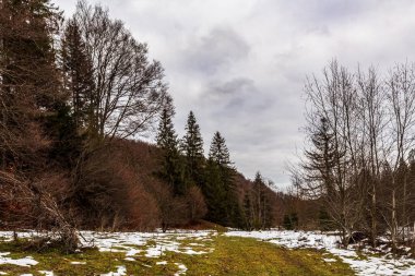 Arkasında kar ve ağaçlar olan bir ormanın kış manzarası