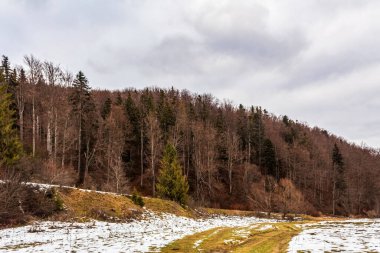 Bir kış gününün arka planında ormanı ve ağacı olan bir yol manzarası.