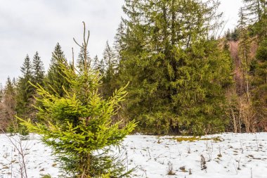 Karpatya dağlarında karla kaplı güzel kış manzarası