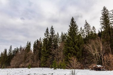 Kışın dağlardaki karlı ormanın güzel bir görüntüsü.