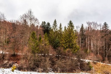 Dağlarda ormanı olan kış manzarası