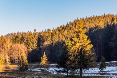 Ağaçlı bir ormanın güzel bir görüntüsü