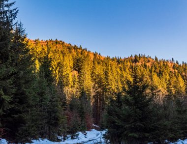 Karla kaplı ağaçlarla kaplı kış manzarası