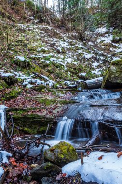 Karlı kış ormanı