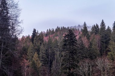 Dağlarda kış ormanı