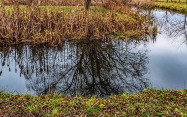 Ağaçlı küçük bir gölet ve bulutlu bir gökyüzü