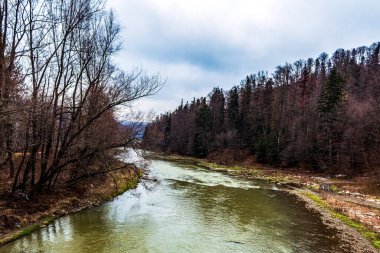 Ormandaki dağ nehri.