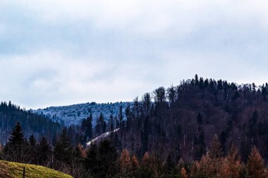 Arkasında yeşil bir orman olan güzel bir ağaç görüntüsü.