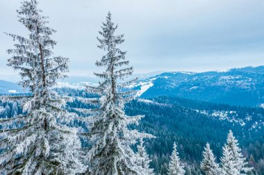 Güzel kış manzarası karla kaplı köknar ağaçları