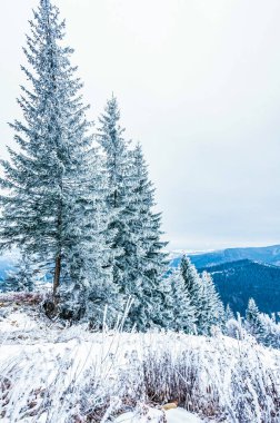 Ormanda karla kaplı ağaçlar. Dağlarda kış manzarası.