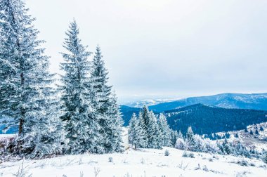 Karla kaplı ağaçlarla kaplı güzel kış manzarası