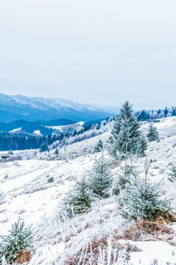 Kışın karla kaplı orman