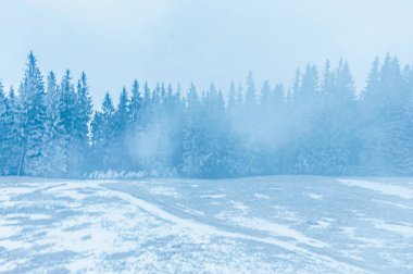 Kış mevsiminde karla kaplı orman.