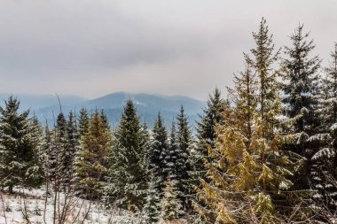 Çam ağaçları dağlarda kar kaplı