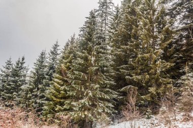 Çam ağaçlarıyla kaplı kar ormanı
