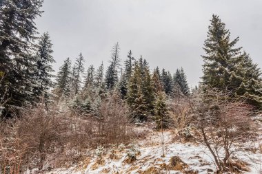 Karpatya dağlarında karla kaplı bir orman manzarası