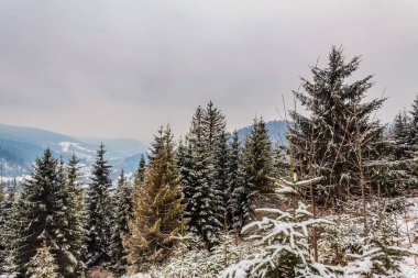 karla kaplı köknar ağaçları ve dağ manzarası