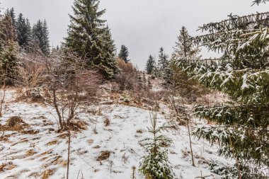 Kış manzarasında karla kaplı bir orman