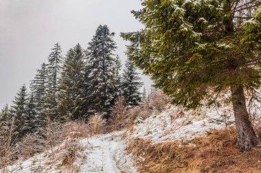 Karpat Dağları güzel kış manzarası
