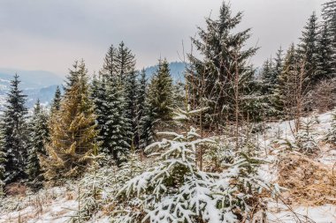 Karpat Dağları 'ndaki kış manzarası, Ukrayna