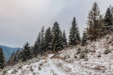 köknar ağaçlı karlı dağ yolu