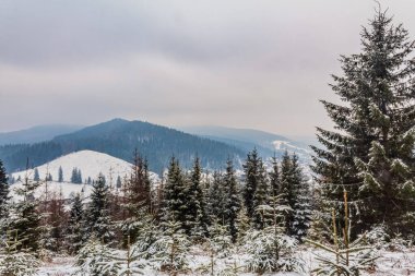 Karpatya dağlarında karla kaplı ağaçlarla kaplı güzel kış manzarası