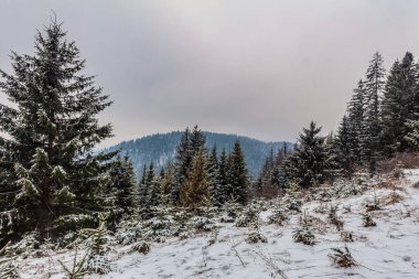 Karla kaplı ağaçlarla kaplı güzel kış manzarası