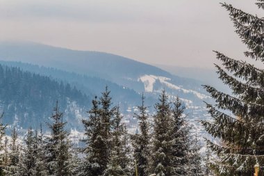 Ormanda karla kaplı ağaçlar. Güzel kış ormanı. Karpat Dağları.