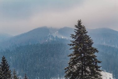 Karpatlar 'da kış manzarası, Ukrayna. Dağlar karla kaplı..